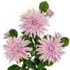 Hollyone Grandi fiori artificiali di dalia con steli lunghi, 3 fiori finti rosa e 3 boccioli finti decorativi, composizioni floreali per la casa, soggiorno, cucina, matrimoni, decorazioni per feste