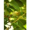 HERBOPLANET Srl Herboplanet Msa Prunus Amygdalus Integratore Alimentare 50ml