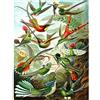 Wee Blue Coo Colour 99th Plate Ernst Haeckel Kunstformen Natur Hummingbirds Large Art Print Poster Wall Decor 18x24 inch