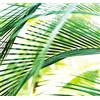 BAKRA_RASCH Rasch Tapete 890501 - Carta da parati fotografica su tessuto non tessuto, con una palma di grandi dimensioni in verde e bianco, della collezione Magicwalls, 2,65 m x 2,65 m (L x L x A)