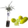 SUN TOUCH Pianta di Finger Lime/Caviale di limone - Frutto Giallo - Citrus Australasica - H100cm inclusa Fitocella