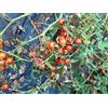 GHINO DI TACCO SEMI POMODORO CILIEGINO NANO-NOVITA'!!!!-