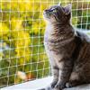 EN AyuL Rete di sicurezza per gatti da balcone, rete di sicurezza anti-fuga per animali domestici, rete di protezione per gatti, protezione per finestre per gatti (1,2 x 2 m)