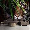 KoKoty Carta da Parati 3D Panoramica in Seta tigre animale hd-420 x 260 cm-Moderne Decorazione Da Muro XXL Poster Gigante Design Soggiorno Ufficio Camera