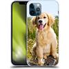 Head Case Designs Cucciolo di Golden Retriever Razze Famose di Cani Custodia Cover in Morbido Gel Compatibile con Apple iPhone 12 / iPhone 12 PRO