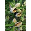 VEG SRLS Pianta vera da frutto ALBERO DI MANDORLO SIMILE -PRUNUS DULCIS- PUGLIESE 'GENCO' A RADICE NUDA - 1 METRO