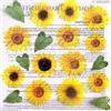 Pellicola Adesiva Kristalstick Sunflower