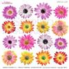 Pellicola Modellabile Daisy Serie 2