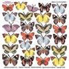 Pellicola Modellabile Little Butterfly Serie 3