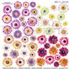 Pellicola Modellabile Little Daisy Serie 5