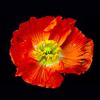 International Graphics - Immagine finita - Matthias, Weber - ''Papaver''- 30 x 30 cm - Stampa diretta su acrilico
