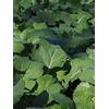 Magic Garden Seeds Cavolo tedesco Bremer Scheerkohl (Brassica napus var. pabularia) - circa 500 semi