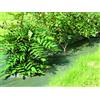Vilmorin Toil Paill Tis Verde 2,1 x 100 TL