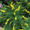 PERAGA GARDEN 1 PIANTA DI GINESTRA GENISTA SPACHIANA IN VASO 13CM sempreverde