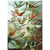 MyPuzzle.com MyPuzzle Colibrì E Trochilidi (colibrì), Poster D'epoca, Ernst Haeckel - Premium 1000 Pezzi Puzzle - MyPuzzle Collezione speciale di Havana Puzzle Company