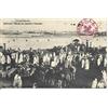 1912 TRIPOLITANIA BENGASI CROCE ROSSA FRANCHIG MIL. SU CART MERCATO DEI CAMMELLI