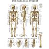 Palace Learning Poster anatomico del sistema scheletrico, laminato, con scheletro umano (45,7 x 68,7 cm)