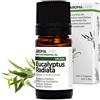 Aroma Labs - Eucalipto Radiata BIO - Olio Essenziale Chemiotipizato e Certificato AB - 5 mL