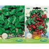 Germisem Gigante D'Italia Semi di Prezzemolo 10 g & Minibel Semi di Pomodoro 0.5 g
