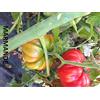 GHINO DI TACCO SEMI POMODORO MARMANDE PRECOCE