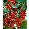 Generic 1 PIANTA DI RIBES ROSSO JONKHEER VAN TETS RAGGIUNGE FINO A 150CM DI ALTEZZA