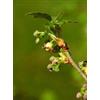 Herboplanet Msa Ribes Nigrum 50 Ml