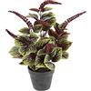 Flair Flower Pianta artificiale di peperomia in seta, pianta in vaso, pianta artificiale, pianta in vaso, pianta artificiale, pianta decorativa, grande pianta verde, decorazione
