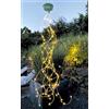 moses. Foglia & Bloss, 100 LED bianchi caldi su fili di filo di rame, con pannello solare con batteria e manico per appendere, catena luminosa a LED con funzione crepuscolare per interni ed esterni