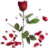 ROSEMARIE SCHULZ Heidelberg Rosa eterna Rosso scuro - vera rosa conservata duratura 3 anni 30-35 cm in scatola - rosa eterna con gambo per vaso da fiori, accessori decorativi rossi moderni e regali d'amore per donne (Bordeaux)