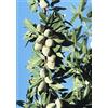 VEG SRLS Pianta vera da frutto ALBERO DI MANDORLO SIMILE -PRUNUS DULCIS- MEDITERRANEO 'FILIPPO CEO' A RADICE NUDA - 1 METRO