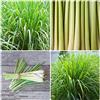 Generic Semi Citronella Pianta - Lemongrass Cymbopogon Citratus - semi di bonsai Bomboniere Piantabili Giardinaggio Balcone Orto In Casa Regali Ecosostenibili 10 Pezzi