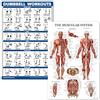 Palace Learning QUICKFIT Set di poster con manubri e anatomia del sistema muscolare, set di 2 tabelle laminate, con esercizi di routine e diagramma di anatomia muscolare con manubri (laminato, 45,7 x 61 cm)