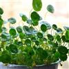 Roadoor 50 pezzi di Dichondra Pistia semi giardino stagno piante acquatiche piscina acquario serbatoio arredamento semi da giardinaggio per piantare ora Semi di Pistia