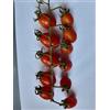 GHINO DI TACCO SEMI POMODORO DATTERINO DATTORED-NOVITA'!!!!-