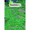 seedselect SEMI SEMENTI DI PRATO DICHONDRA DICONDRA REPENS PER GIARDINO SEMPREVERDE 100 gr gr