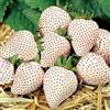 Saterkali Semi di fragola, 100 pezzi di semi di fragola dolce delizioso delizioso semi di fragola bianca Fragaria Seme