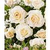 Bakker Rosa grandiflora 'True Love'-cad.-Rose