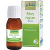 BOIRON Srl RIBES NIGRUM MG 60ML INT