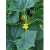 Magic Garden Seeds Cetriolo giallo 'Crystal Lemon' (Cucumis sativus) - circa 10 semi