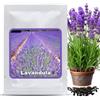 Magic of Nature Semi di Lavanda Vera circa 150 Pz - Sementi Perenni Resistenti al Freddo - Pianta Profumata per Giardino & Api