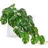 Hollyone Piante artificiali in vasi di ceramica, piante finte di Monstera decorative in vaso artificiali, piante realistiche per interni per decorazioni domestiche, cucina, decorazioni per ufficio