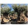 VIVAIO DI CASTELLETTO Ulivo olivo 'Olea europea' bonsai in mastello da coltivazione cfr. tronco 160/180 cm foto reali