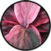 Pintdecor Quadro DETTAGLIO FLOREALE GT6188 PINTDECOR