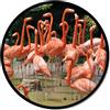 Pintdecor Quadro FLAMINGO GT6542 PINTDECOR