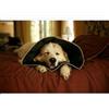Candioli ist.profil.e farm.spa Comfy Cone Collare Elisabet L