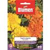 Blumen Tagete gigante fiore pieno