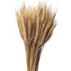 CoolCrafts 100 Steli Spighe di Grano Naturali Fiori Secchi per Decorazione