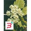 HERBOPLANET Srl MSA CRATAEGUS OXYACA 50 ML
