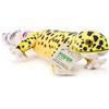 Zappi Co - Giocattolo di peluche 100% riciclato di gecko leopardo (48 cm di lunghezza), riempito, morbido, accogliente, ecologico, per neonati