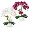 PASCH® Set di 2 Orchidee Artificiali in Vasi di Ceramica Lucida (40 cm), Come Veri